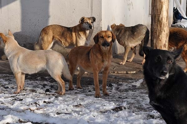 თბილისში 150 მიუსაფარ ძაღლზე გათვლილი ახალი თავშესაფარი აშენდება