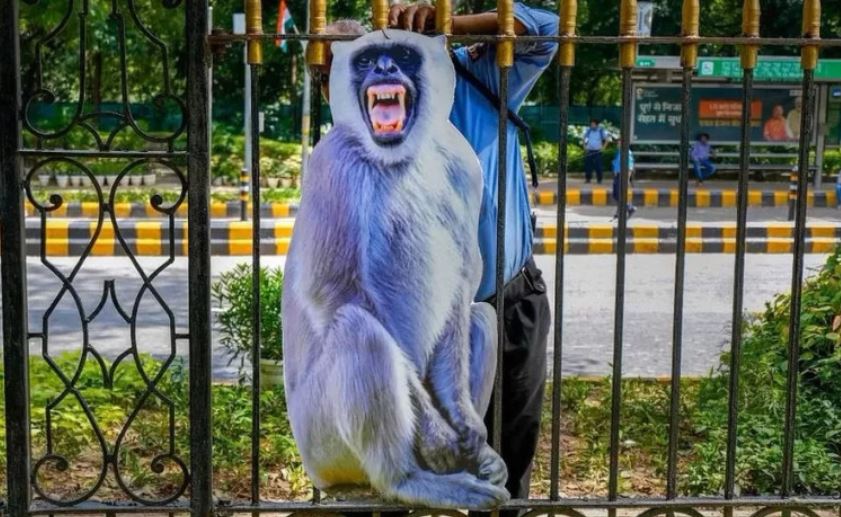 G20-ის სამიტამდე ინდოეთის ხელისუფლება მაიმუნების დასაშინებლად ქუჩებში პლაკატებს აკრავს