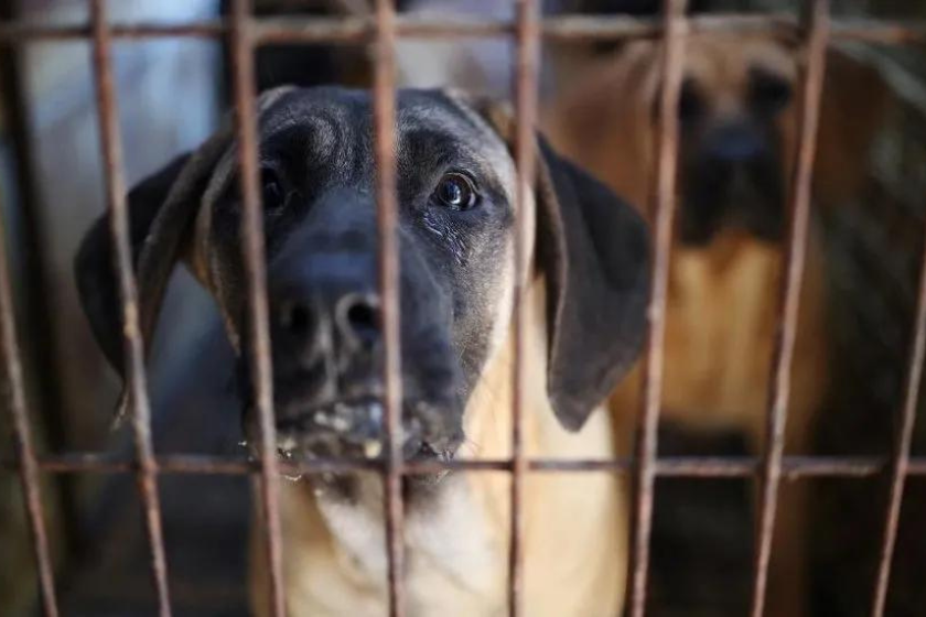 სამხრეთ კორეაში ძაღლის ხორცით ვაჭრობა აიკრძალება