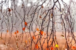 screen-4-2019-11-01_07-41-02_597475