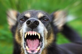 rabies