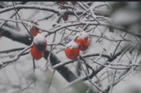 კკკ
