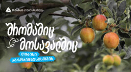 თიბისი აგრობიზნესისთვის – „ჭარებულას“ ვაშლის ბაღები ქართლში