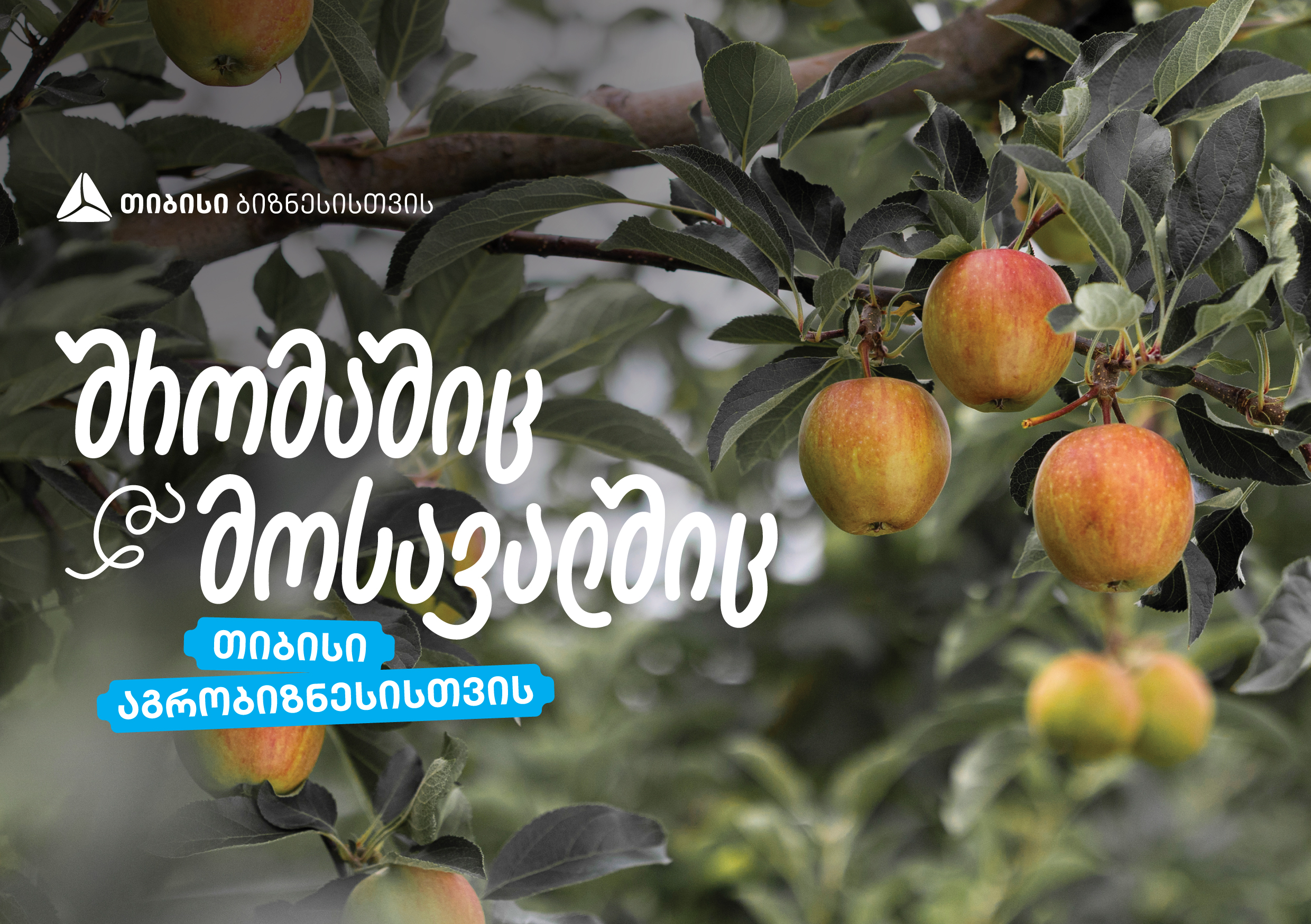 თიბისი აგრობიზნესისთვის – „ჭარებულას“ ვაშლის ბაღები ქართლში