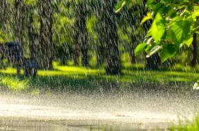 shutterstock_1154188174
