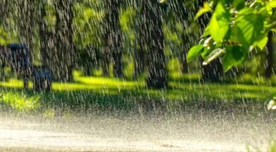 shutterstock_1154188174