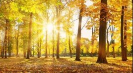 13 ნოემბერის ამინდის პროგნოზი