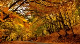 17 ნოემბერის ამინდის პროგნოზი