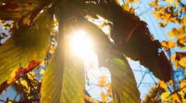 18 ნოემბერის ამინდის პროგნოზი