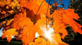 10 ნოემბრის ამინდის პროგნოზი ქალაქების მიხედვით