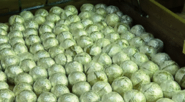 პოლიციამ თბილისში განსაკუთრებით დიდი ოდენობით ნარკოტიკი ამოიღო, რომლის ღირებულება ე.წ. შავ ბაზარზე დაახლოებით 3 მლნ ლარს შეადგენს