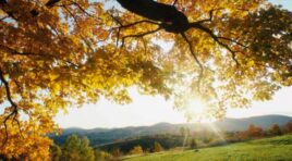 2 ნოემბერის ამინდის პროგნოზი