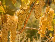 რთველი 20 25