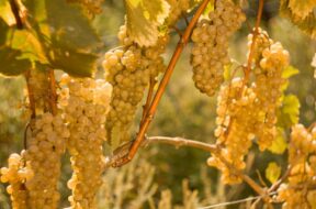 რთველი 20 25