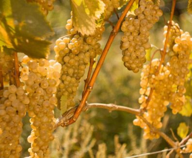 რთველი 20 25