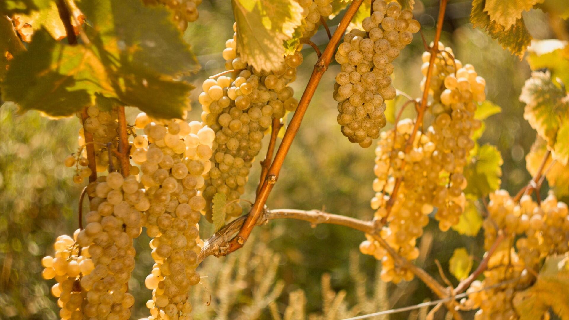 რთველი 2025-ის ფარგლებში რეკორდული რაოდენობის, 336 ათასამდე ტონა ყურძენი გადამუშავდა