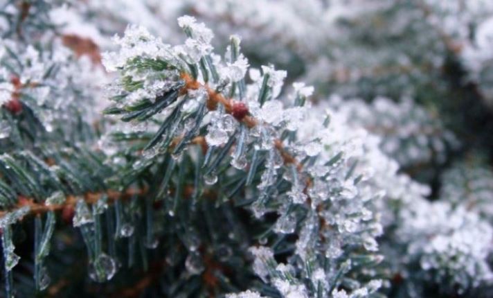 20 დეკემბერის ამინდის პროგნოზი