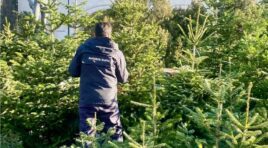 გარემოსდაცვითი ზედამხედველობის დეპარტამენტი წიწვოვანი ხე-მცენარეების მოპოვებაზე, ტრანსპორტირებასა და რეალიზაციაზე კონტროლს ამკაცრებს