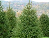 ნაძვის ხე