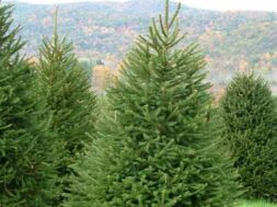 ნაძვის ხე