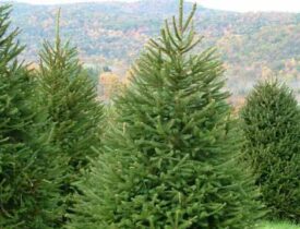 ნაძვის ხე