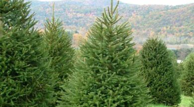 ნაძვის ხე