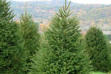 ნაძვის ხე