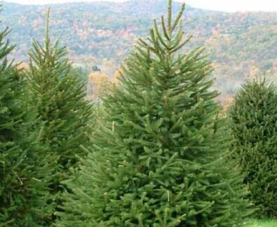 ნაძვის ხე