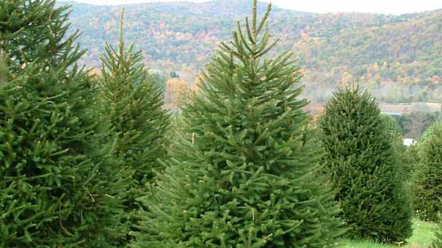 ახალი წლის მოახლოებასთან დაკავშირებით ნაძვის მოჭრაზე კონტროლი მკაცრდება