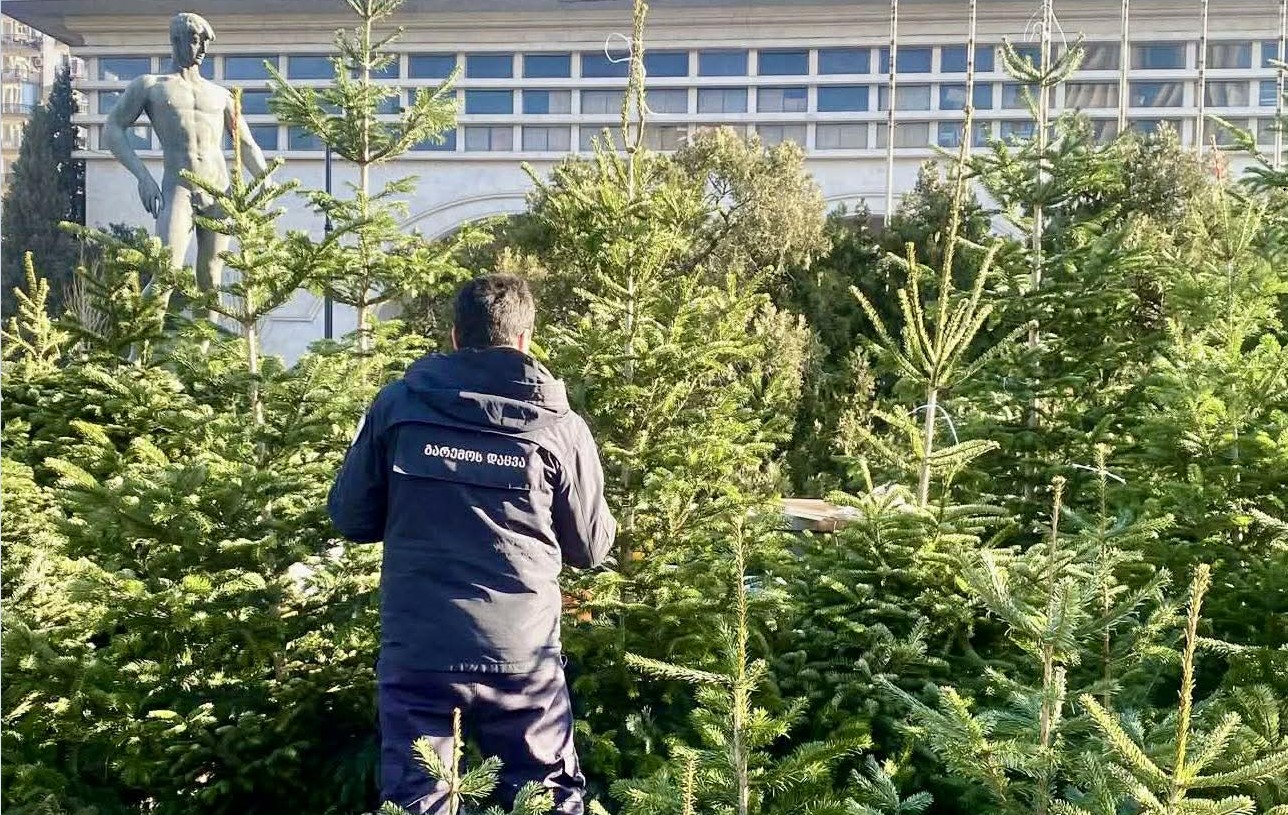 გარემოსდაცვითი ზედამხედველობის დეპარტამენტი წიწვოვანი ხე-მცენარეების მოპოვებაზე, ტრანსპორტირებასა და რეალიზაციაზე კონტროლს ამკაცრებს