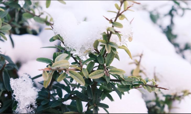 28 იანვარის ამინდის პროგნოზი
