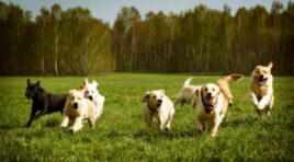 შინაურ ბინადარ ცხოველთა შესახებ კანონი ამოქმედდა