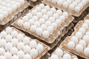 კვერცხები