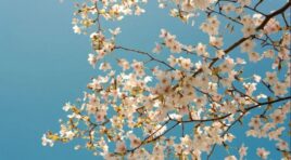 19 მარტის ამინდის პროგნოზი