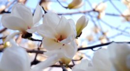 24 მარტის ამინდის პროგნოზი