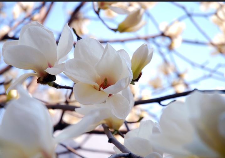 24 მარტის ამინდის პროგნოზი