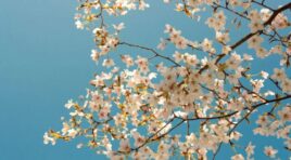 12 მარტის ამინდის პროგნოზი